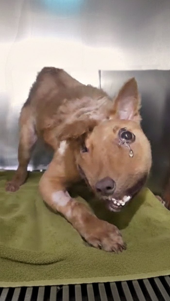 Il se cachait et pl℮urait, le cœur briśé.