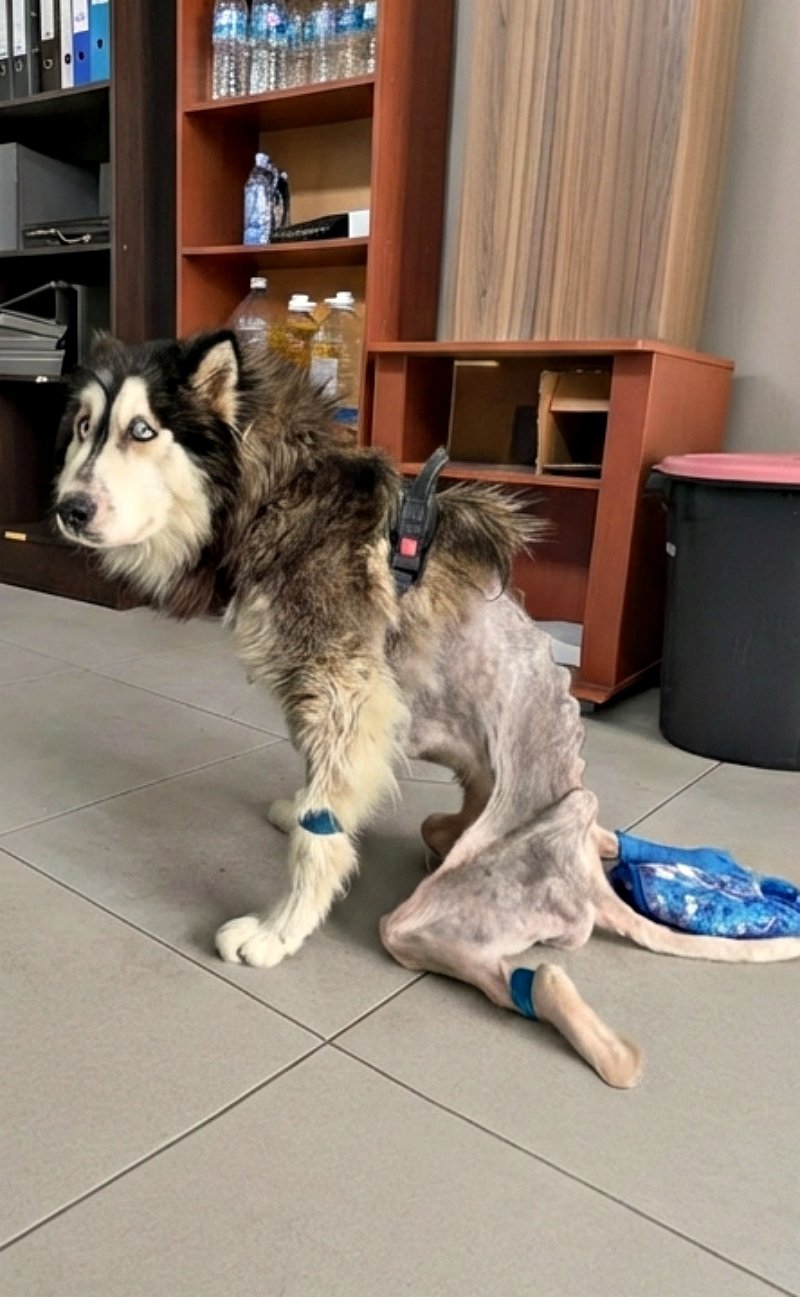 « Pourquoi tu fais ça, papa ? », murmura-t-il avec des yeux affamés… avant d’être éj℮cté de la voiture.