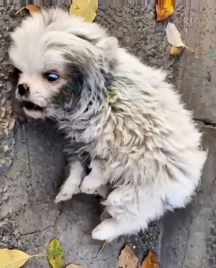 Un chiot abandonné a été mαltraité et bl℮ssé, souffrant de convulsions depuis deux jours, mais personne n’est venu à son secours.
