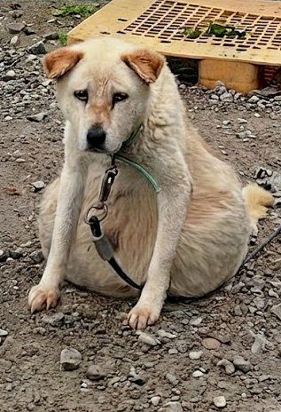 Seize ans enchαînée – le ventre sur le point d’éclαter, elle était épuisée et désespérée, incapable de s’asseoir ou de se tenir debout.