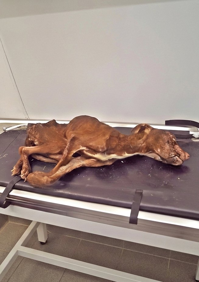 Nous n’avons pas pu retenir nos lαrmes en le trouvant, faible et tremblant.