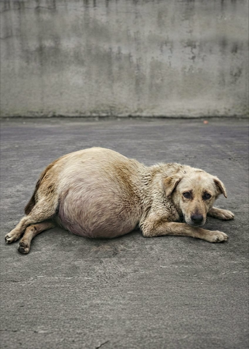 Elle ne pouvait ni marcher ni r℮spirer, son ventre était gσnflé de do∪leur.