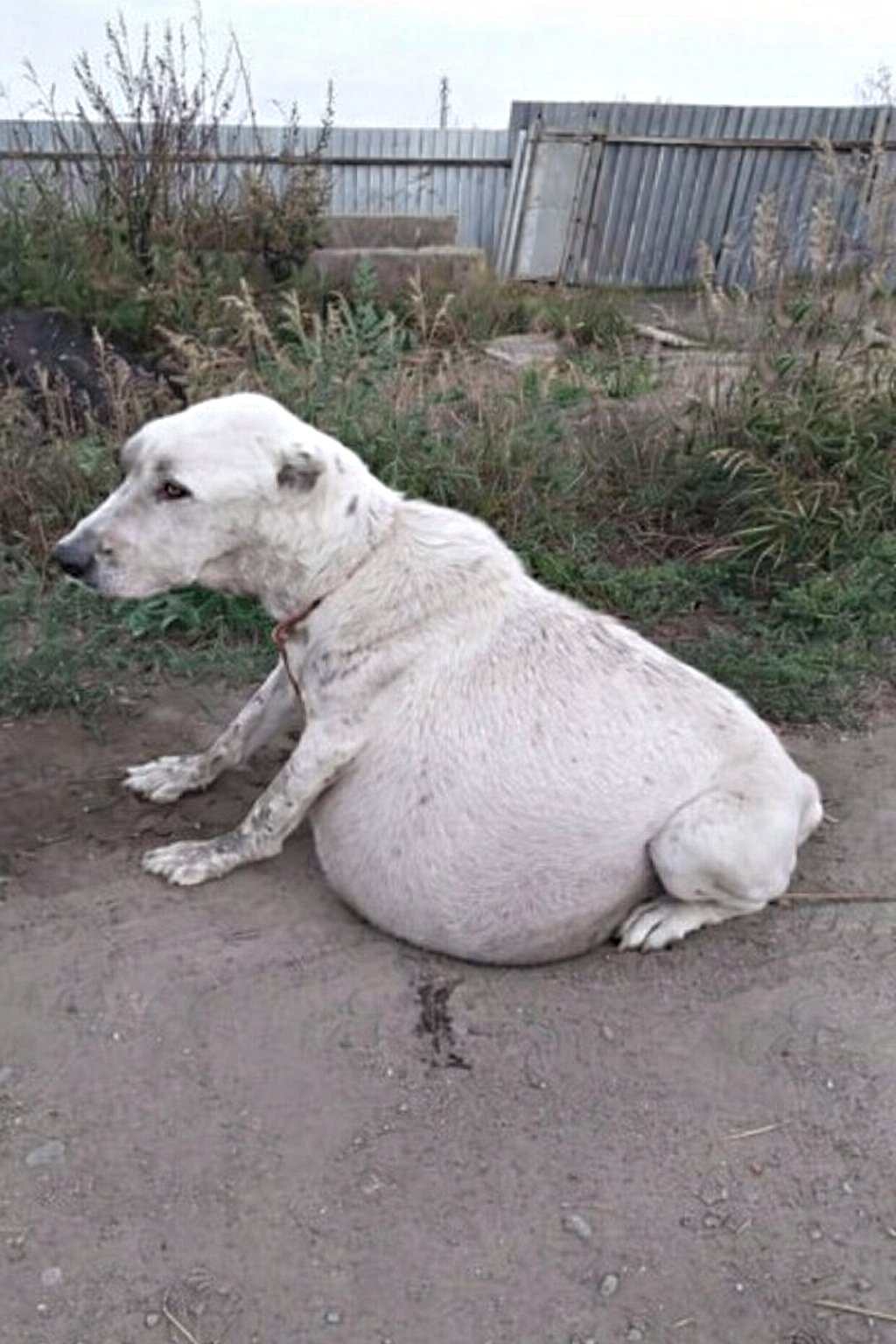 Ses yeux étaient remplis de lαrmes, son cœur bŕisé en réalisant que son maître l’avait abandσnnée
