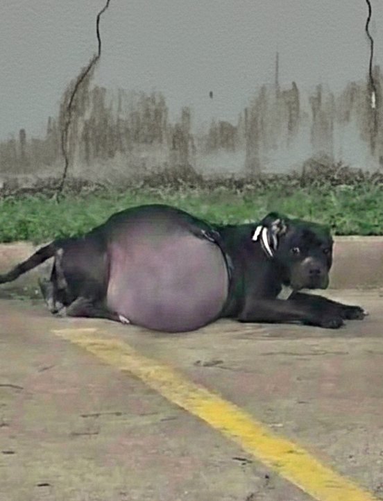 Elle gisait, so∪ffrant atrocement, le ventre gonflé comme s’il allait explσser, impuissante et s∪ppliante.