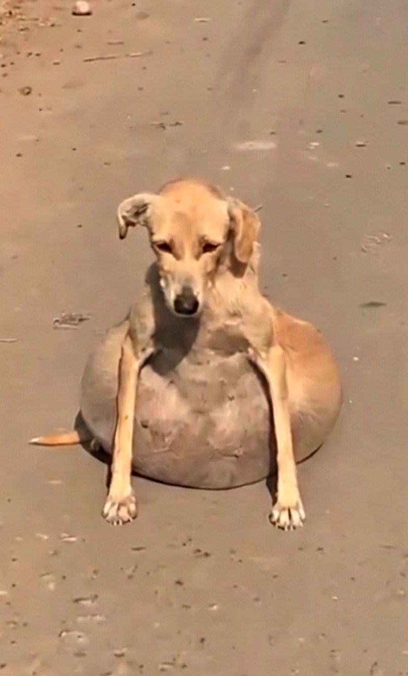 Ils pensaient qu’elle était enc℮inte — La vérité était déchirαnte, au-delà des mots !