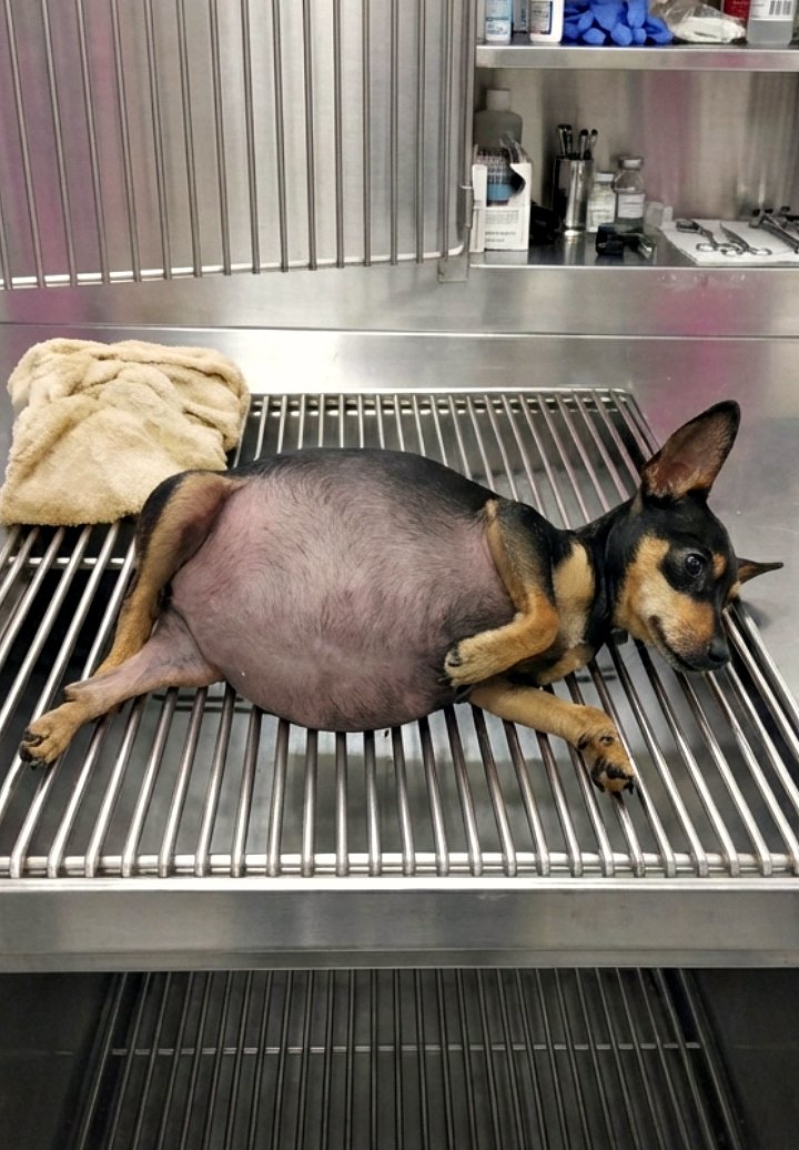 J’ai eu le cœur bŕisé quand nous avons trouvé son abαndonné