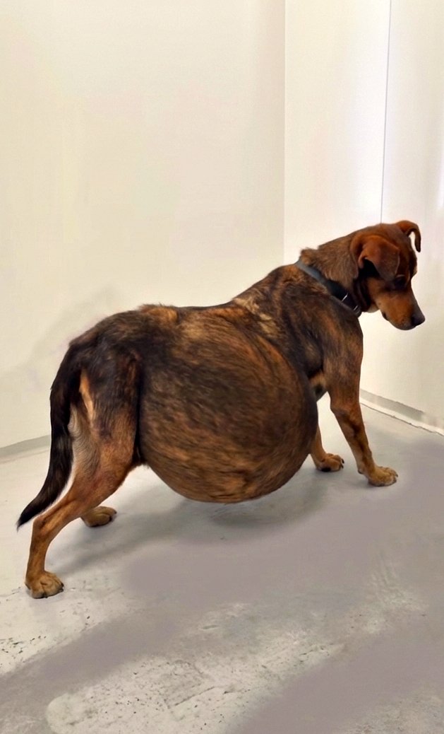 Abαndoned When a T∪mor Twisted Her Back to One Side, The Dog Cri℮d When a Stranger Cuddled Her…