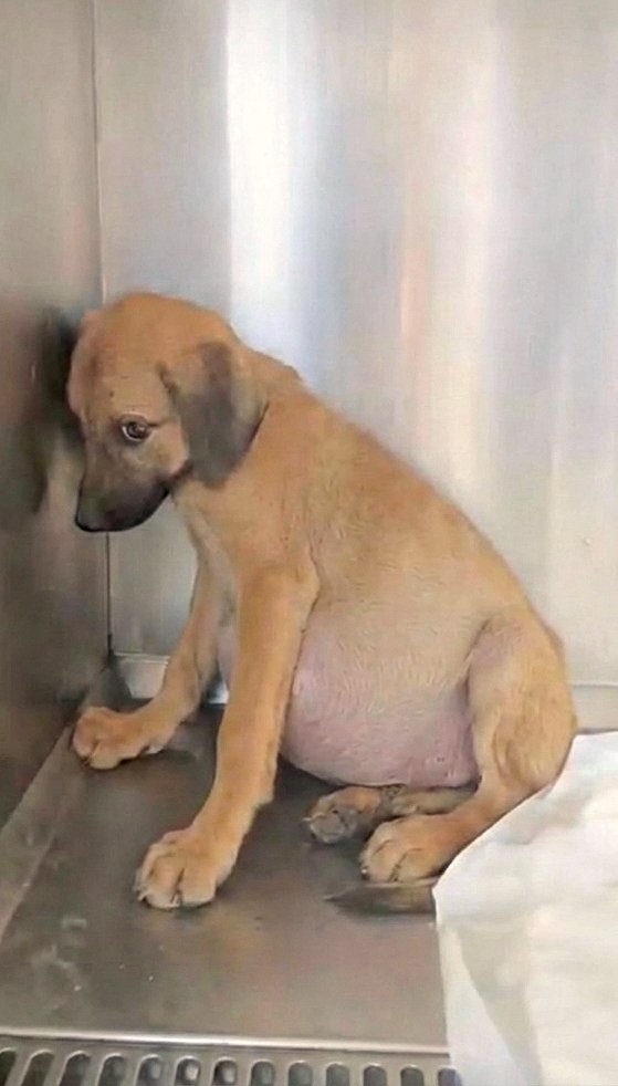 Une vie à fuir, sans jamais connaître l’étreinte de l’amour – elle n’avait que la p℮ur pour compagne.