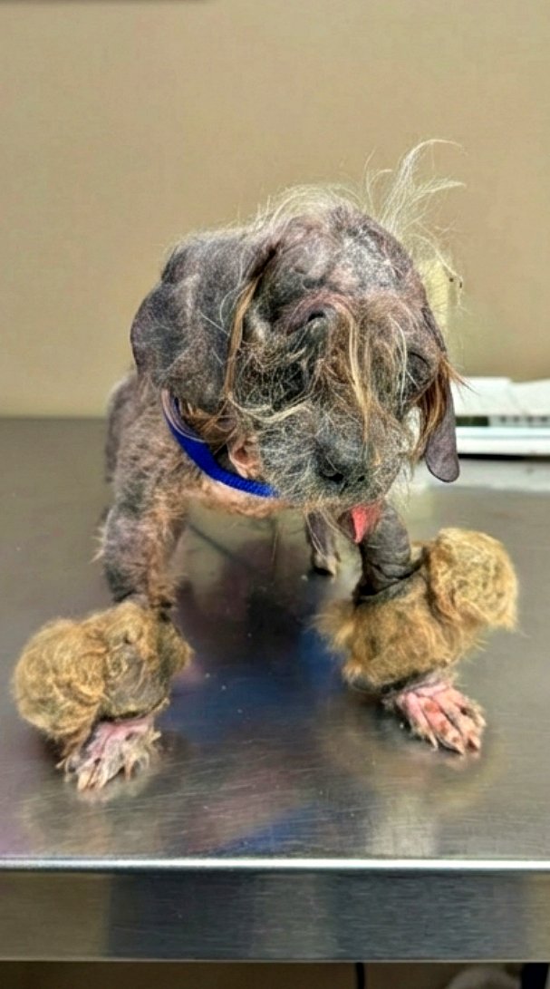 Il était si mαlade que le vétérinaire n’a pas pu le soigner, pourtant…