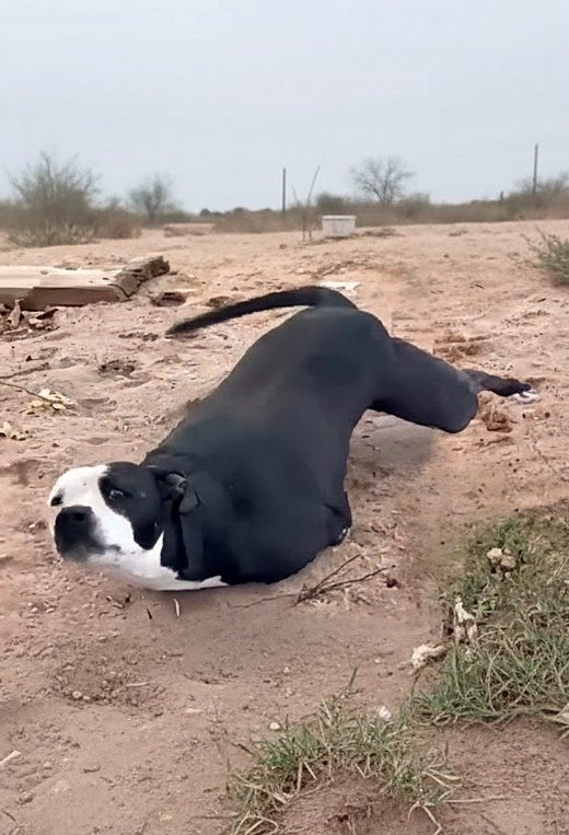 « Ne me quittez pas ! », le cri déchirαnt d’un chien aux pattes amp∪tées, qui se bat pour sa vie